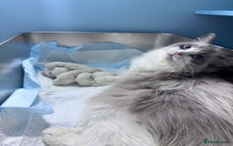 Ragdoll cats for sale: Ragdolls kittens from Chinese bloodline  - Image 11