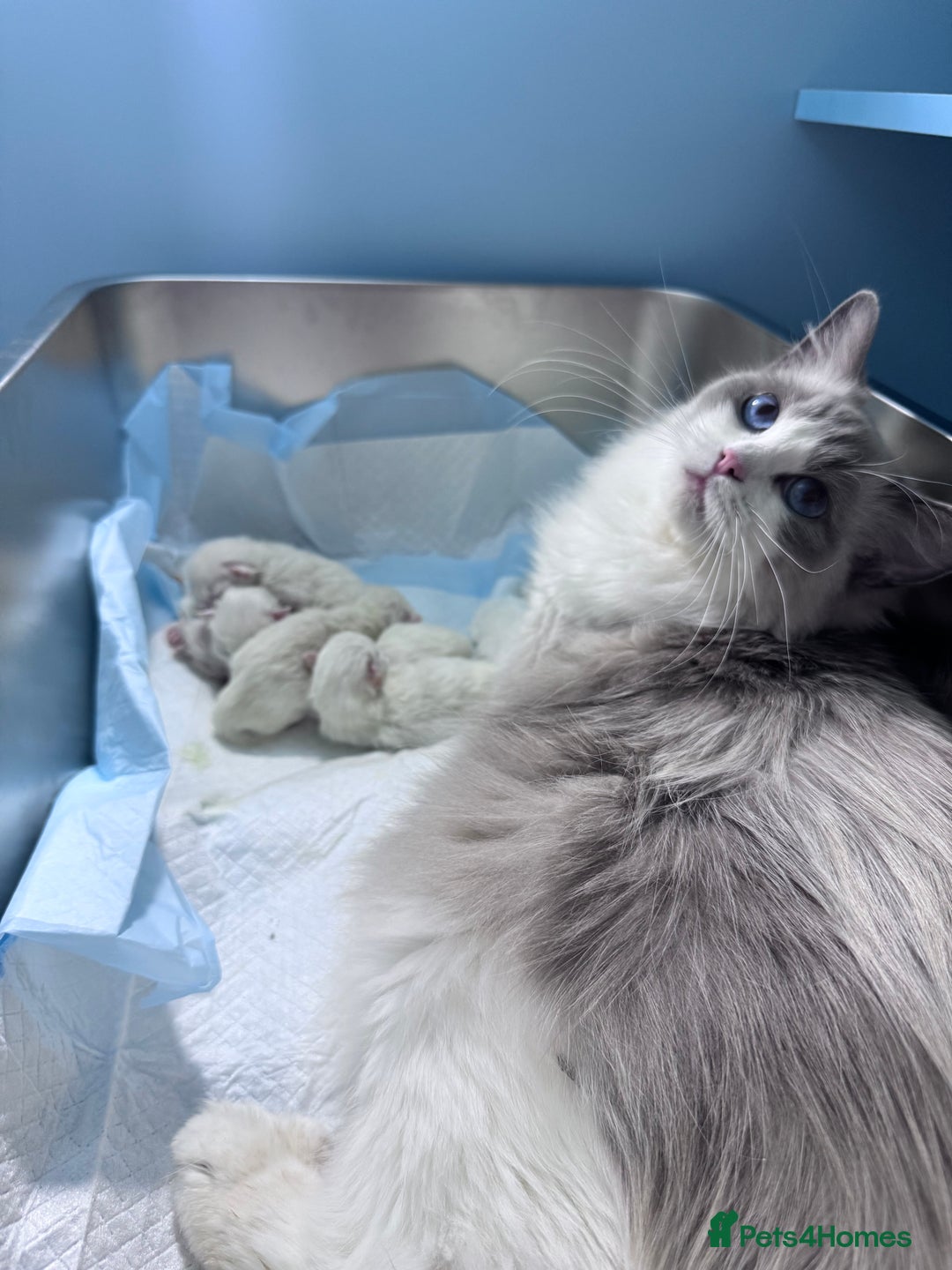 Ragdoll cats for sale: Ragdolls kittens from Chinese bloodline  - Image 11