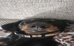 Miniature Dachshund dogs for stud: Miniature Dacshund STUD -FULLY HEALTH & DNA TESTED - Image 6