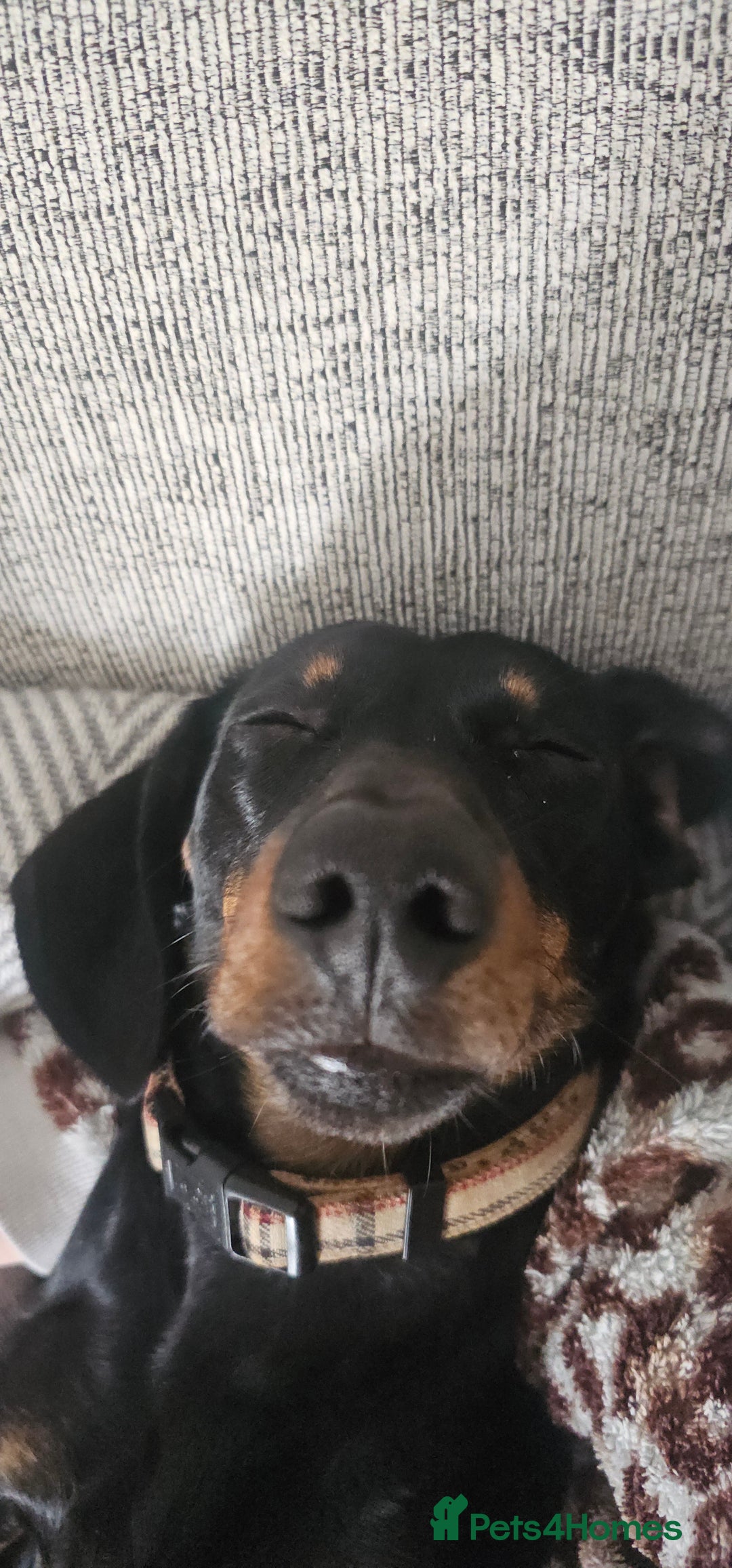 Miniature Dachshund dogs for stud: Miniature Dacshund STUD -FULLY HEALTH & DNA TESTED - Image 6