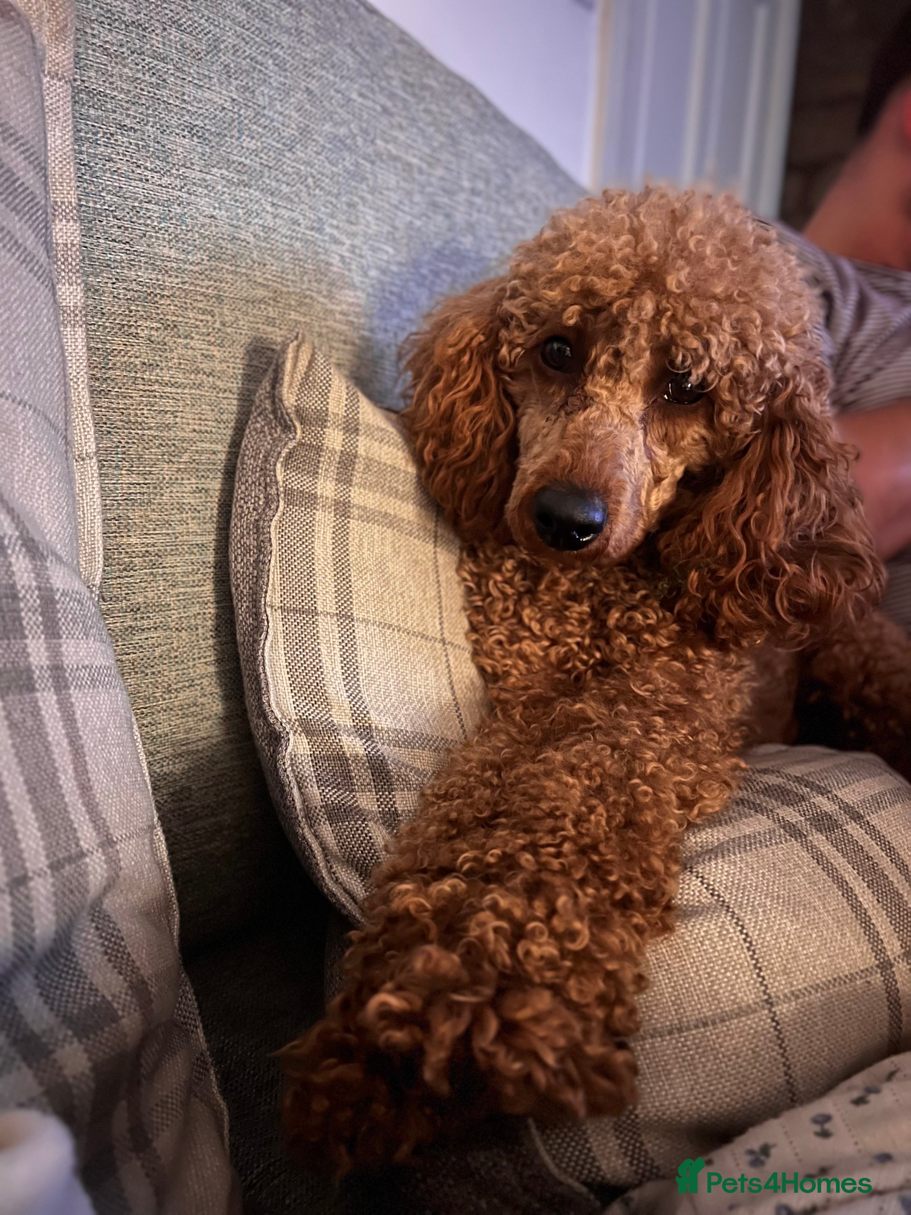 Miniature Poodle dogs Mini poodle STUD  - Advert 11