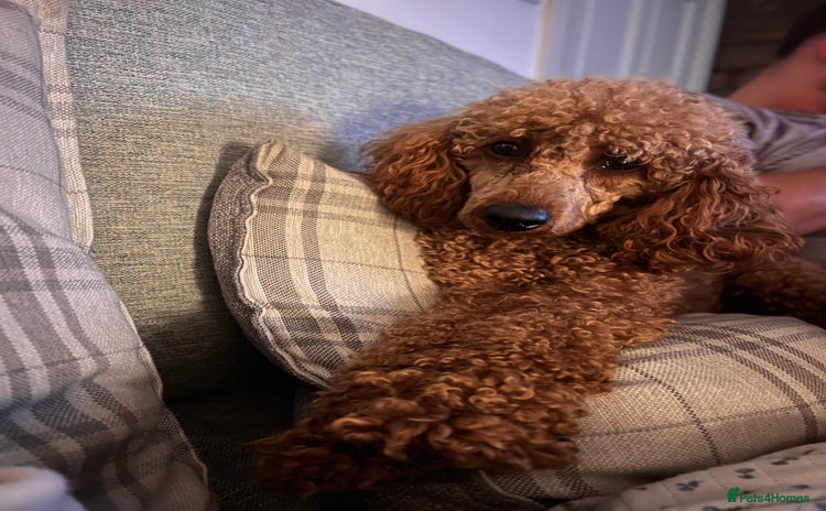 Miniature Poodle dogs - Advert 1