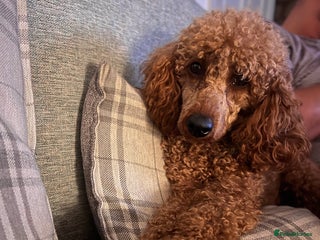 Miniature Poodle dogs for stud - Advert 1