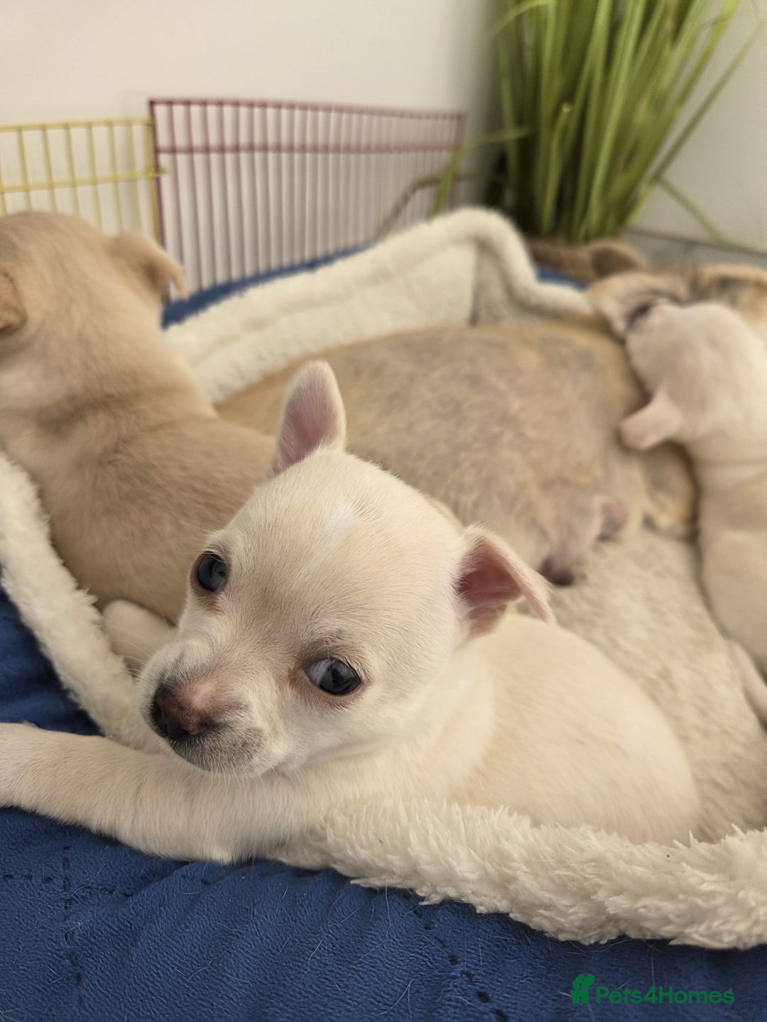 Chihuahua dogs for sale: Chihuahua puppies - Image 13