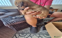 Lurcher dogs for sale: Lurcher long an short wired puppies - Image 7