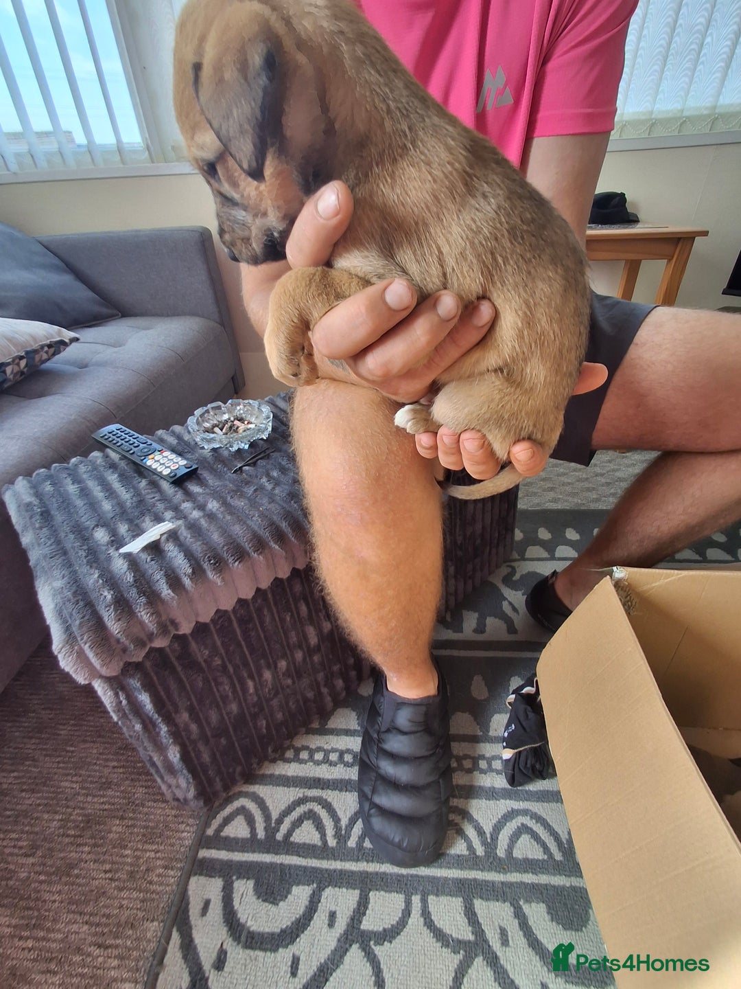 Lurcher dogs for sale: Lurcher long an short wired puppies - Image 7