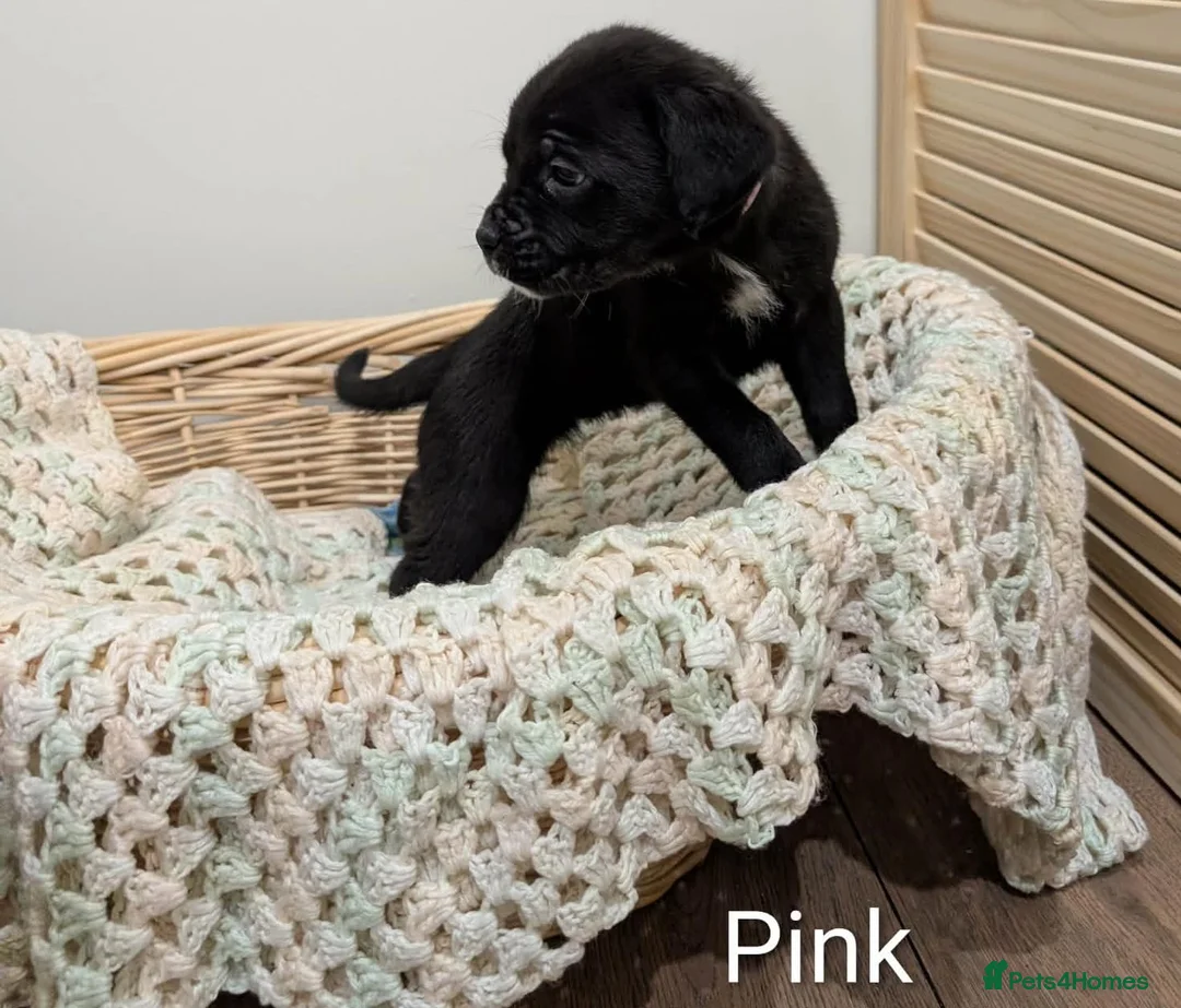 Cane Corso dogs for sale: ⚡Cane Corso puppies ⚡ - Advert 5