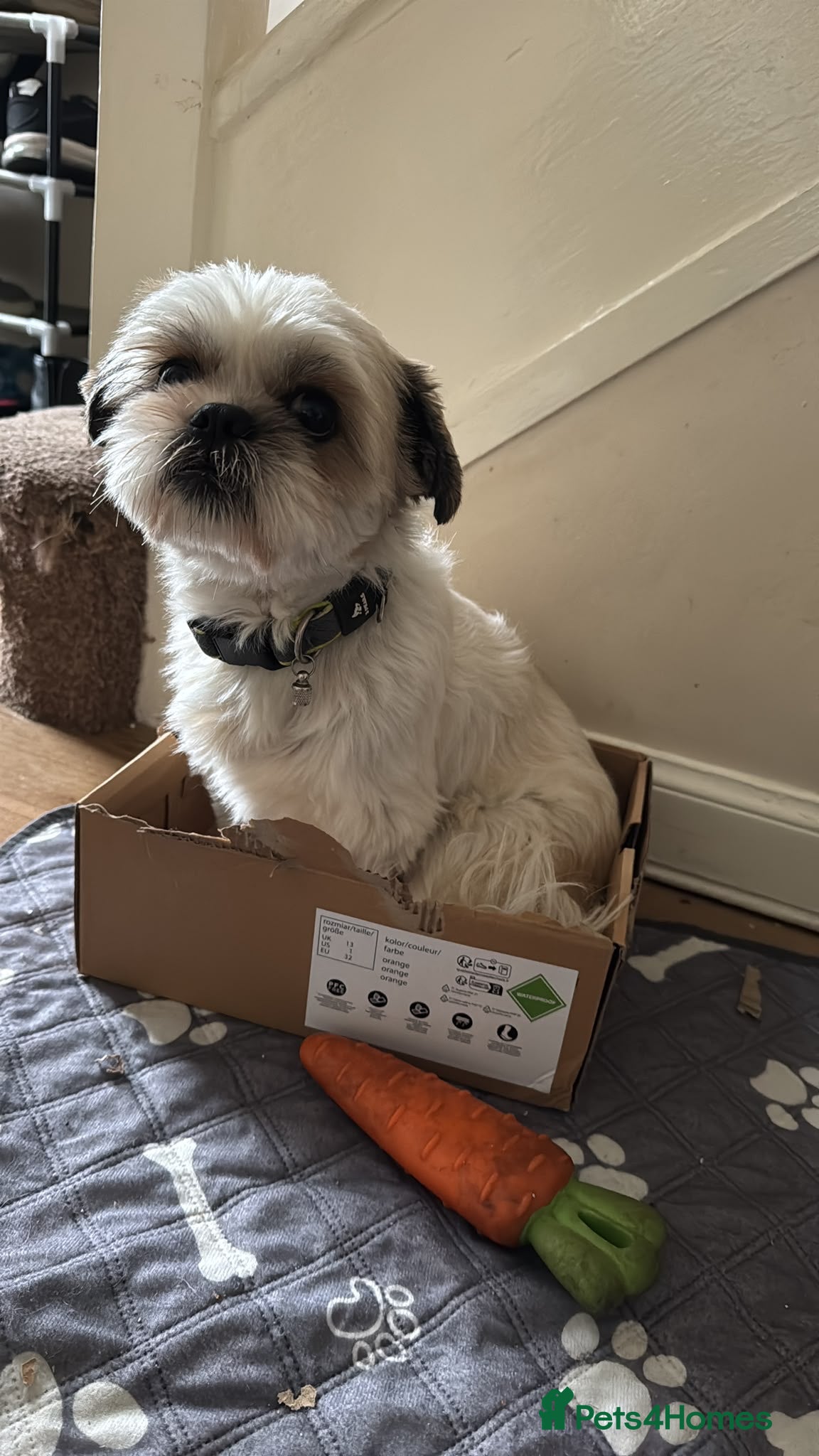 Shih Tzu dogs 🐾 Beautiful Pure Shih Tzu Puppies Ready Soon 🐾 - Advert 2