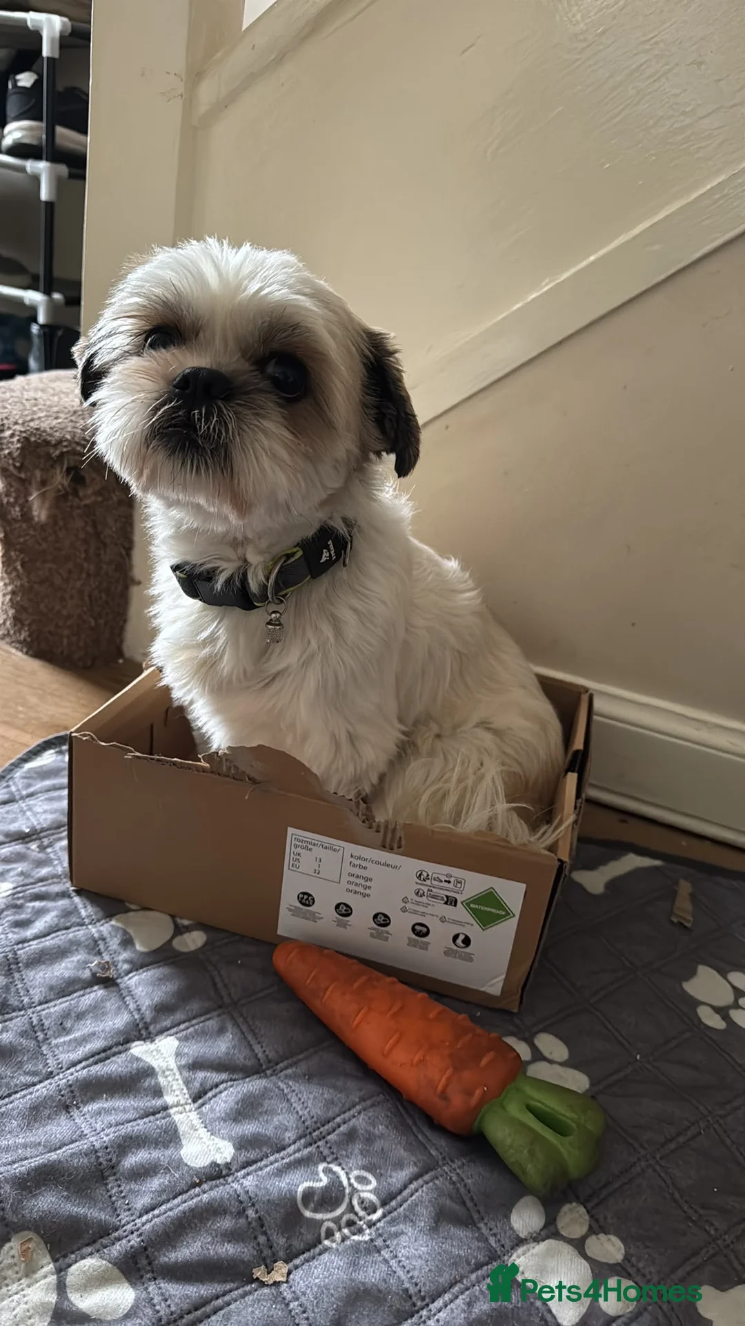 Shih Tzu dogs for sale: 🐾 Beautiful Pure Shih Tzu Puppies Ready Soon 🐾 - Advert 2