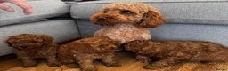 Toy Poodle dogs for sale: Beautiful Toy Poodle Puppies All Red Boys in Hoddesdon - Advert 1