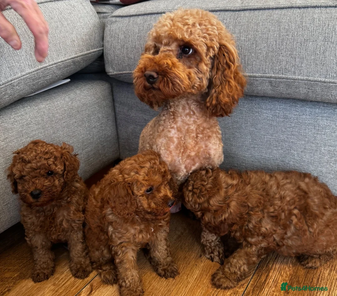 Toy Poodle dogs for sale: Beautiful Toy Poodle Puppies All Red Boys in Hoddesdon - Advert 1