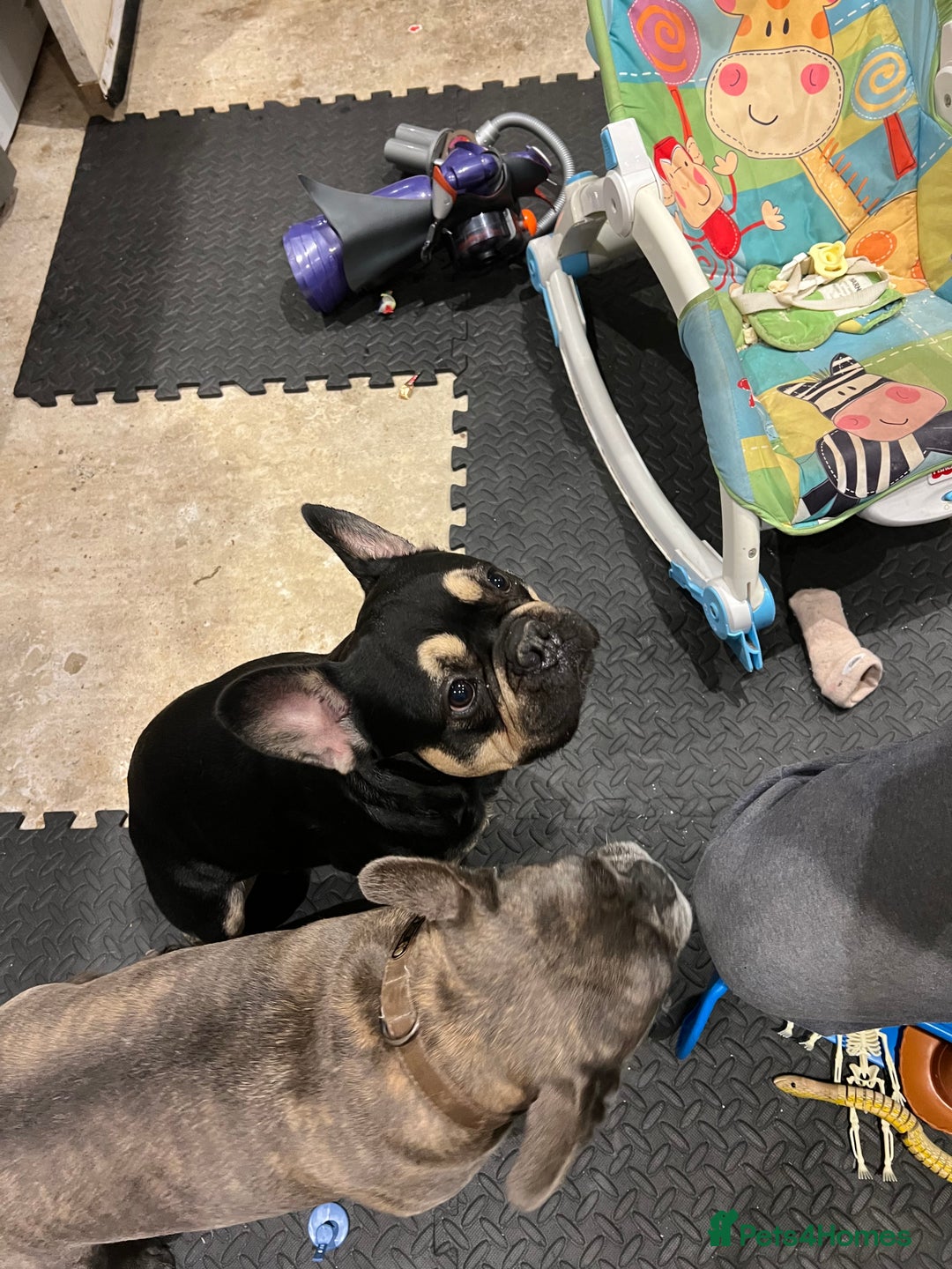French Bulldog dogs for stud: Chocolate Tan french bulldog Burtie in Sevenoaks - Image 25