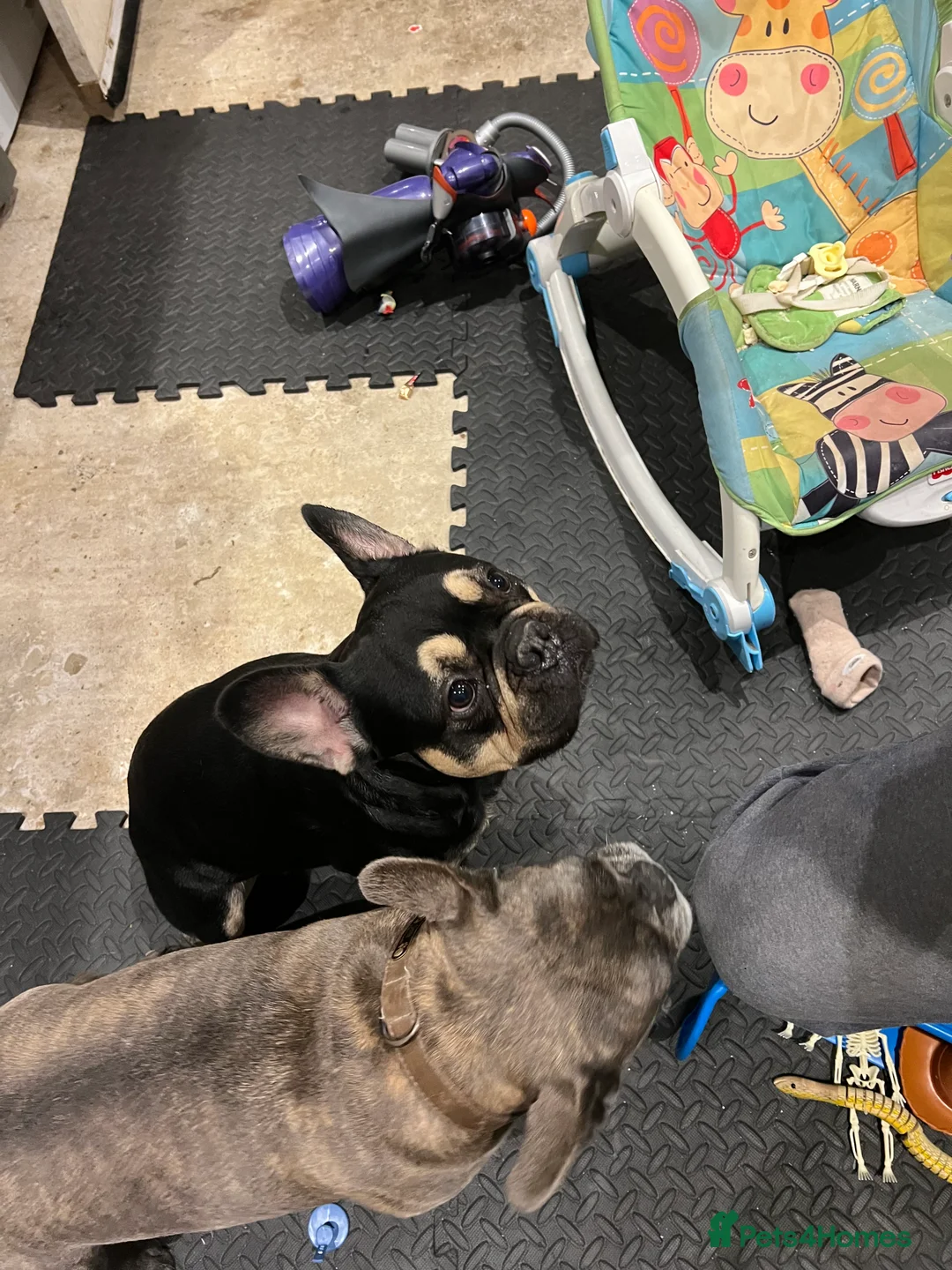 French Bulldog dogs for stud: Chocolate Tan french bulldog Burtie in Sevenoaks - Advert 25