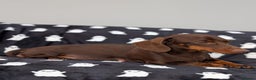 Miniature Dachshund dogs for sale: Adorable little of miniature daschunds  - Advert 9