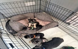 French Bulldog dogs for sale: *LAST2* Fluffy french bulldog puppies - Image 12