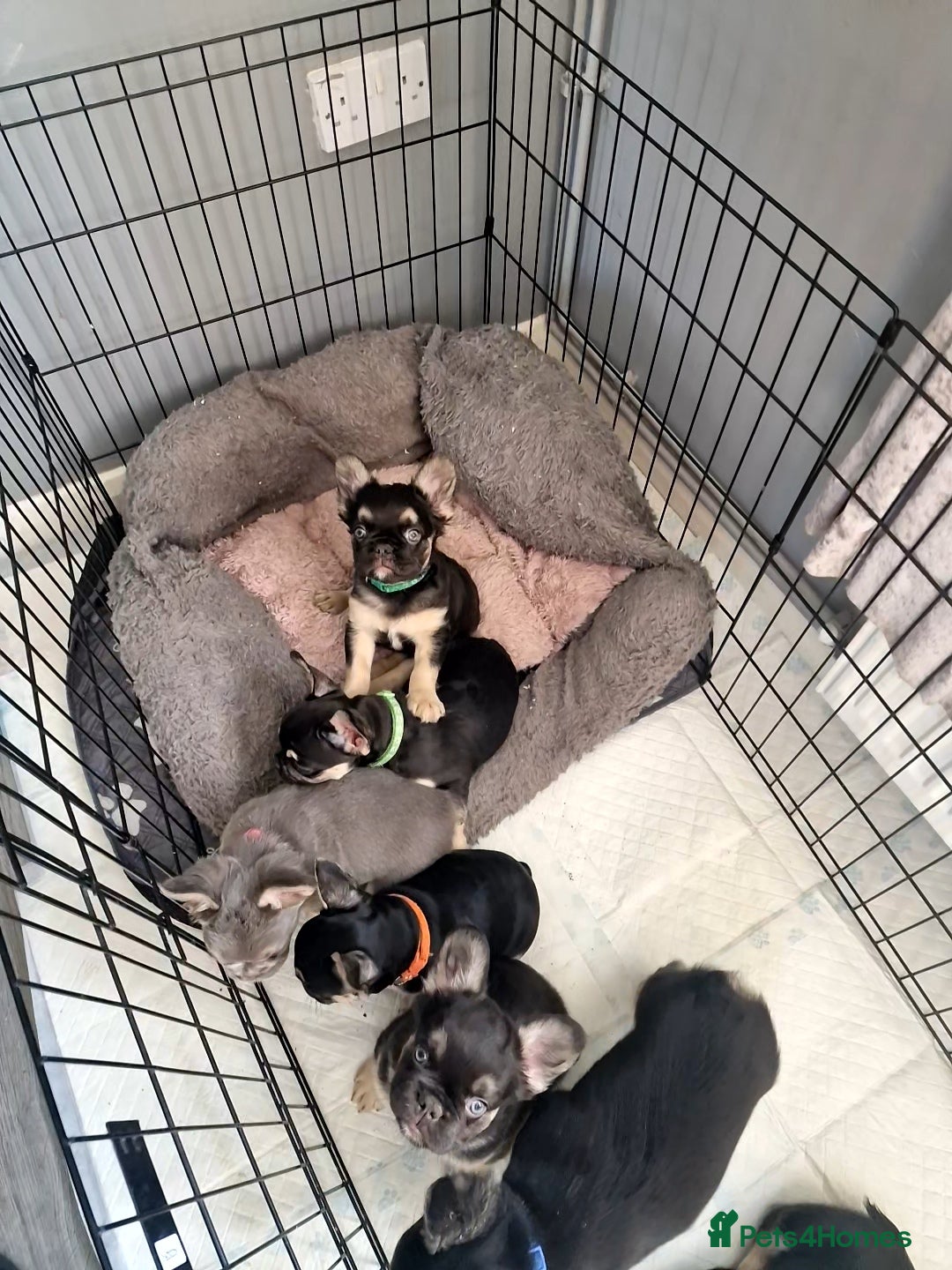 French Bulldog dogs for sale: *LAST2* Fluffy french bulldog puppies - Image 12