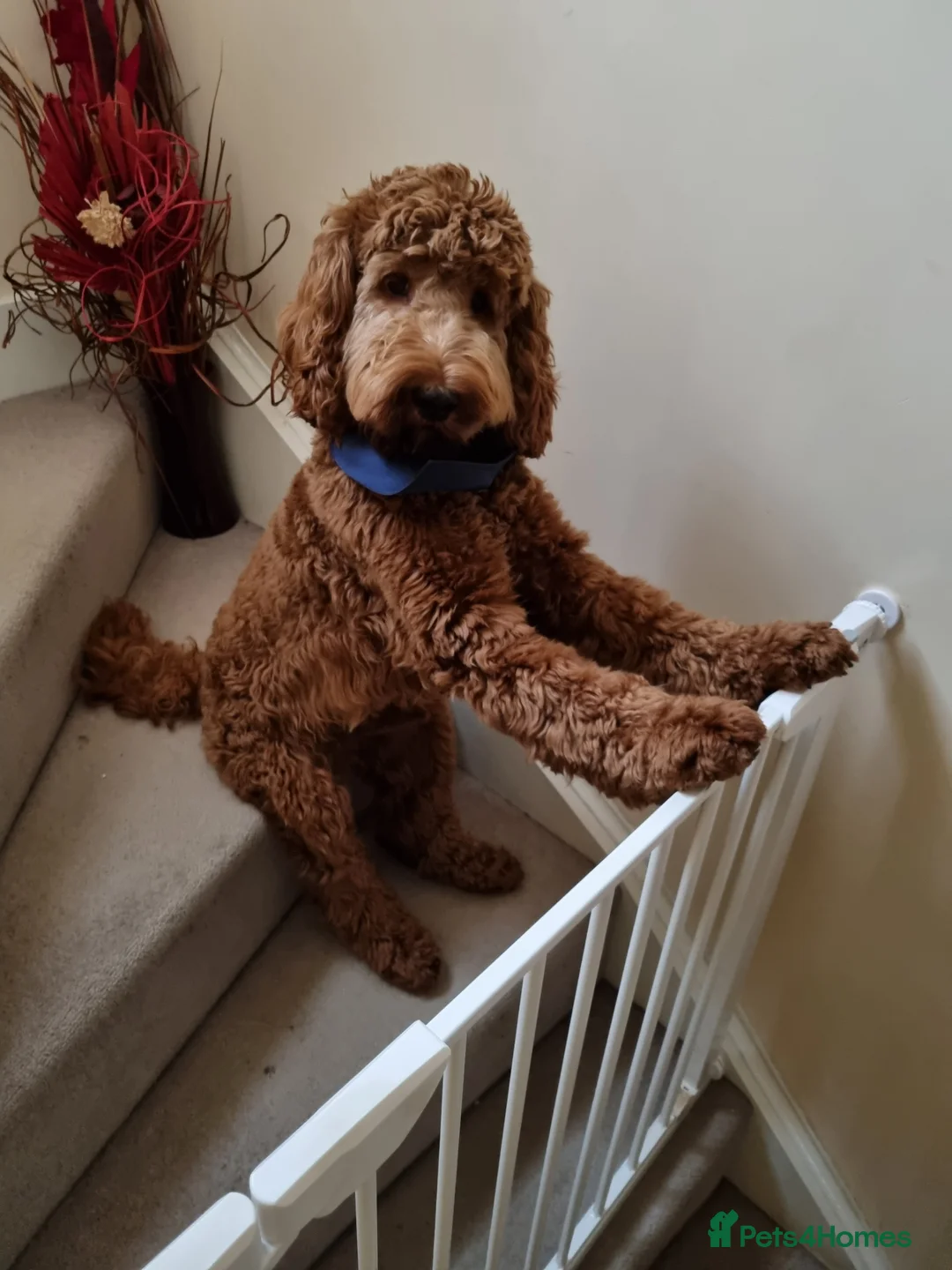 Cockapoo dogs for stud: F1 Red Cockapoo for stud.DNA TESTED. Proven father in King's Lynn - Advert 2