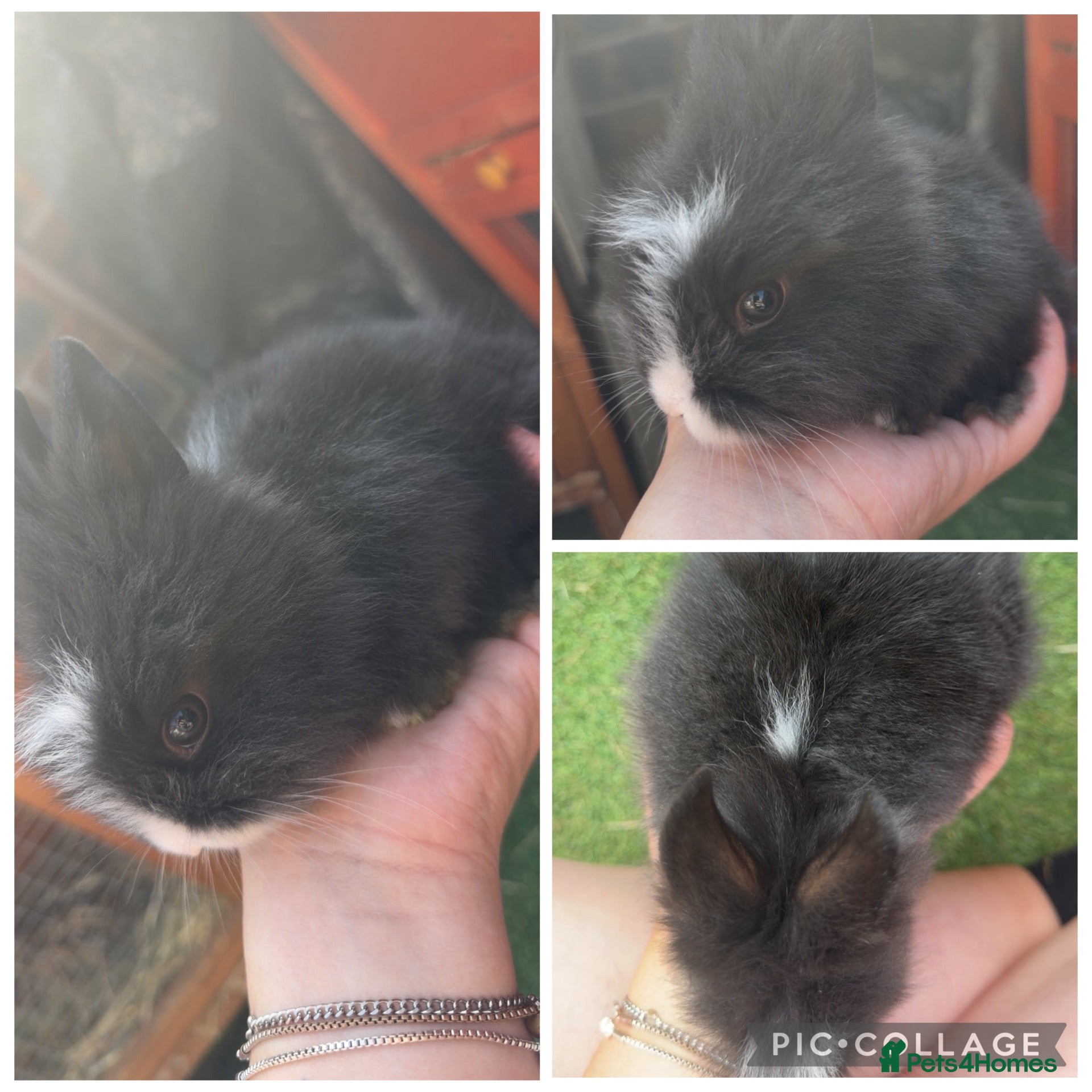 Lionhead rabbits 2 Beautiful Female Lionhead Rabbits - Advert 15