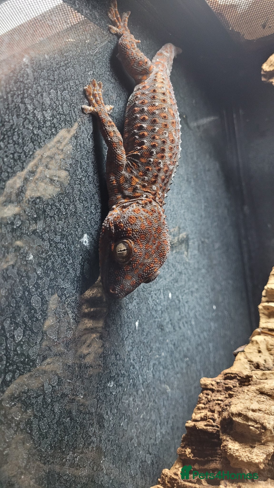 Mixed Breed reptiles Mixed Reptiles- See description - Advert 1