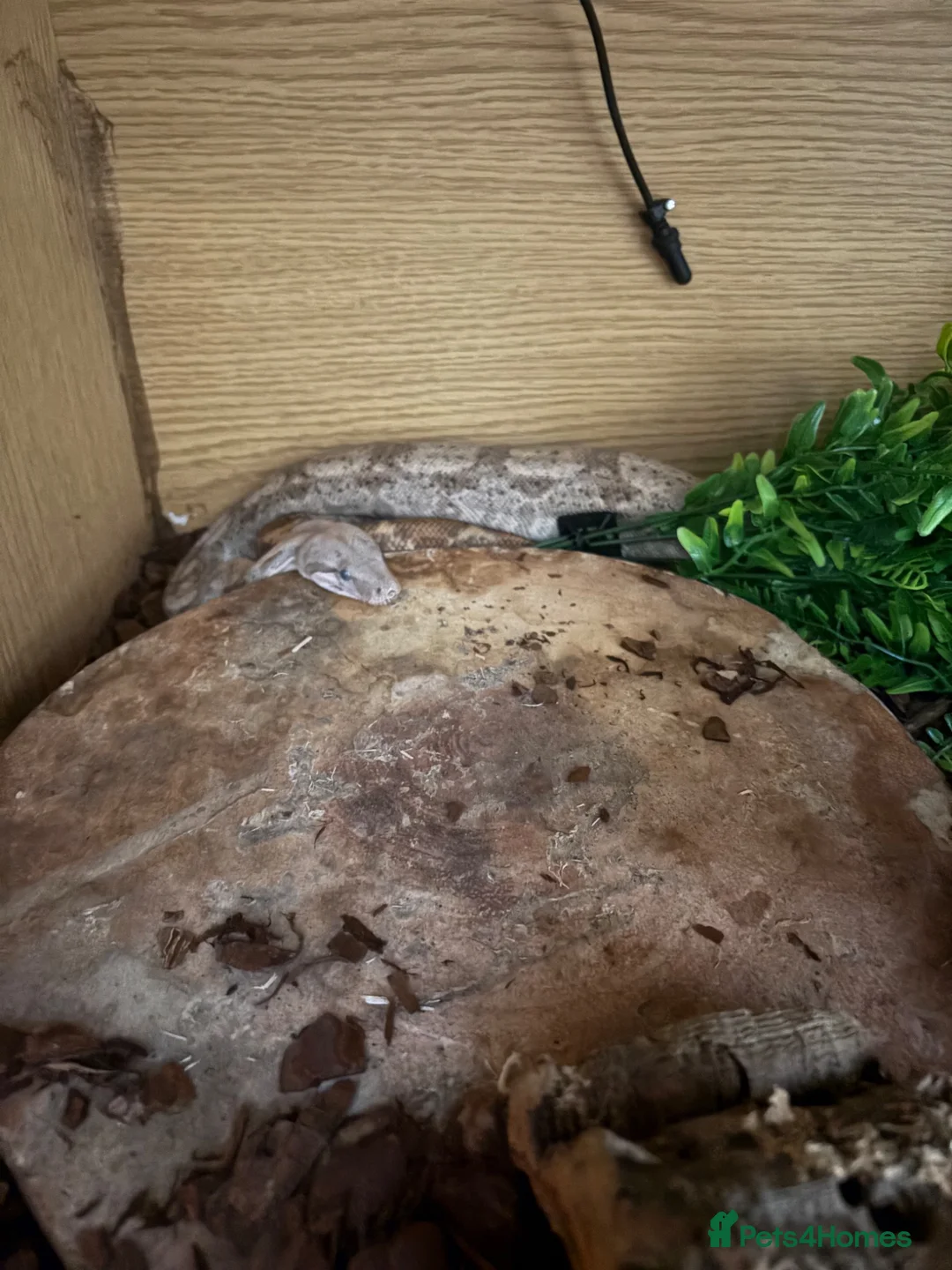 Boa Snake reptiles for sale: Female hog island boa  in Wakefield - Advert 2