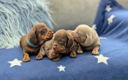 Miniature Dachshund dogs for sale: Adorable little of miniature daschunds  - Image 4