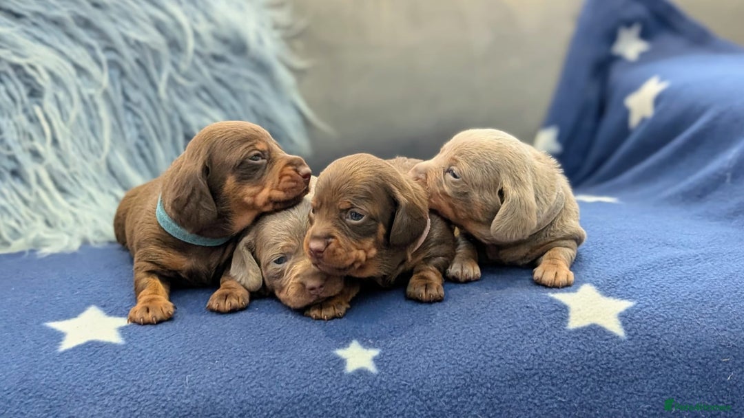 Miniature Dachshund dogs for sale: Adorable little of miniature daschunds  - Image 4