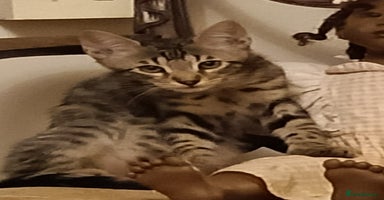 Bengal cats - Advert 12