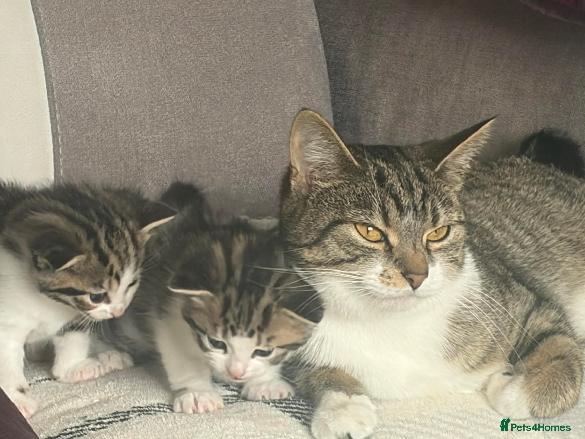Mixed Breed cats 2 male kittens - Advert 2