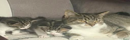 Mixed Breed cats for sale: 2 male kittens - Advert 1