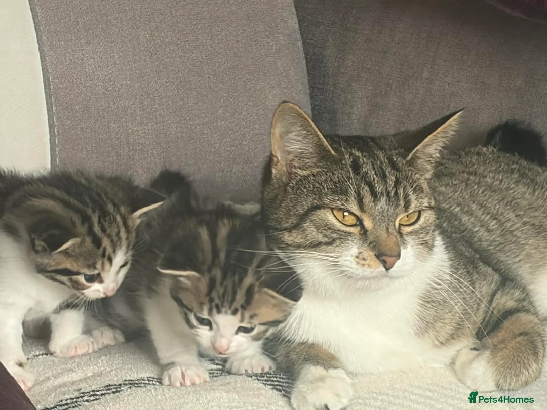 Mixed Breed cats for sale: 2 male kittens - Advert 1
