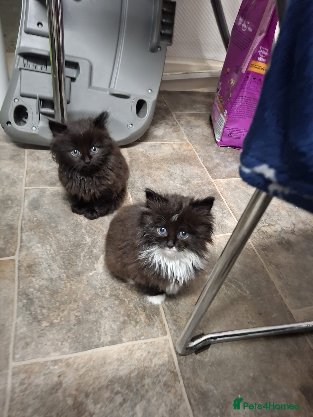 Mixed Breed cats for sale: For sale kittens 😸 ♥️  - Advert 4
