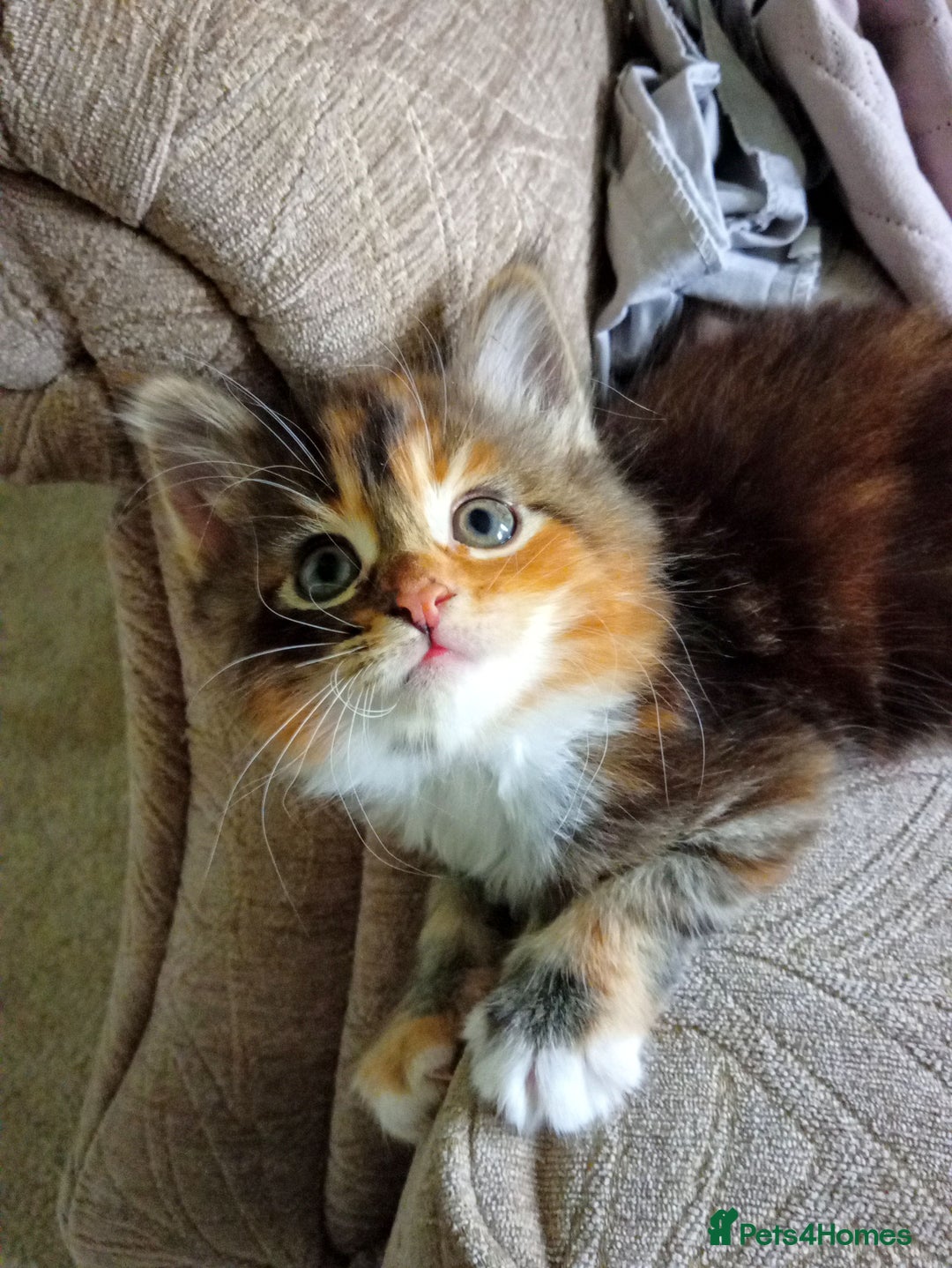 Mixed Breed cats for sale: Beautiful mixed Maine Coon kittens  - Image 1