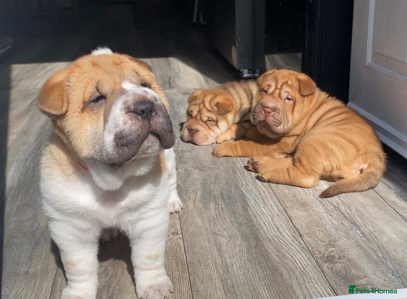 Shar Pei dogs KC Shar Pei Puppies 1 Boy 2 Girls Ready Next Week - Advert 1