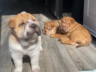 Shar Pei dogs KC Shar Pei Puppies 1 Boy 2 Girls Ready Next Week - Advert 1