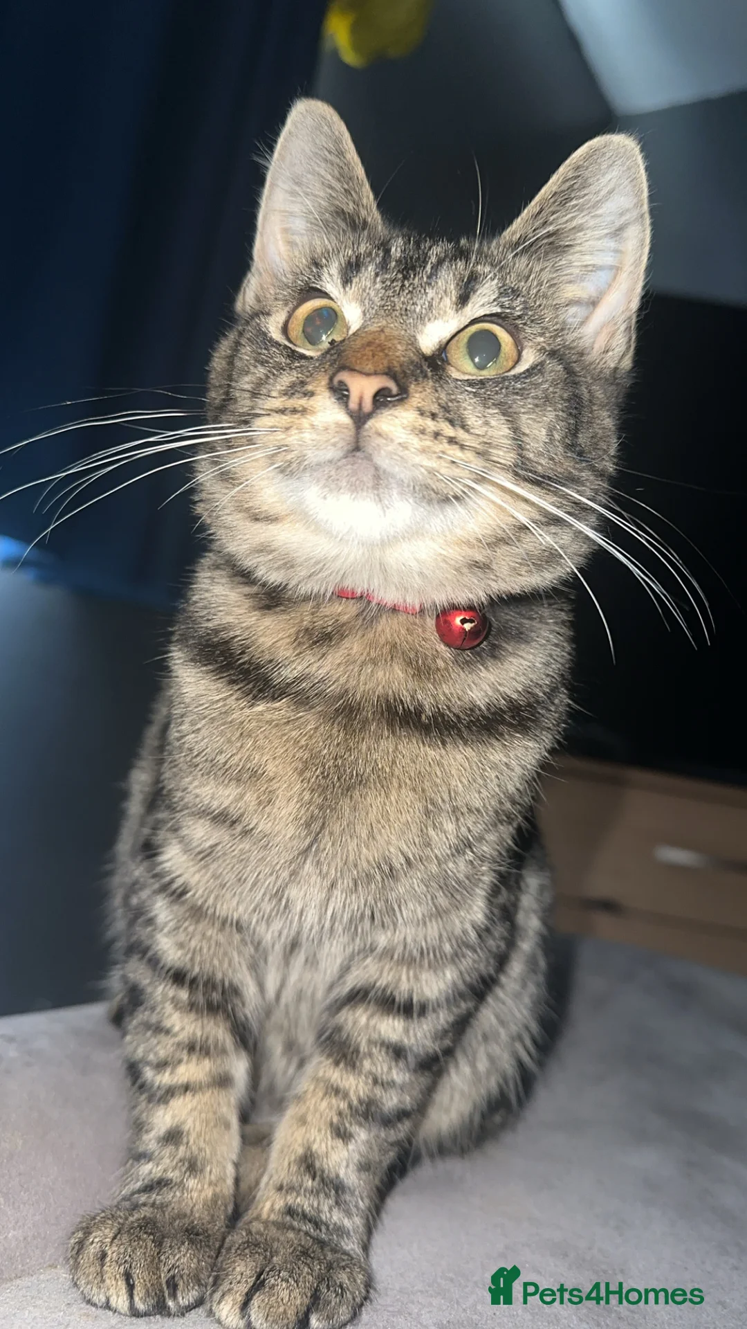 British Shorthair cats for sale: British shorthair tabby - Advert 2
