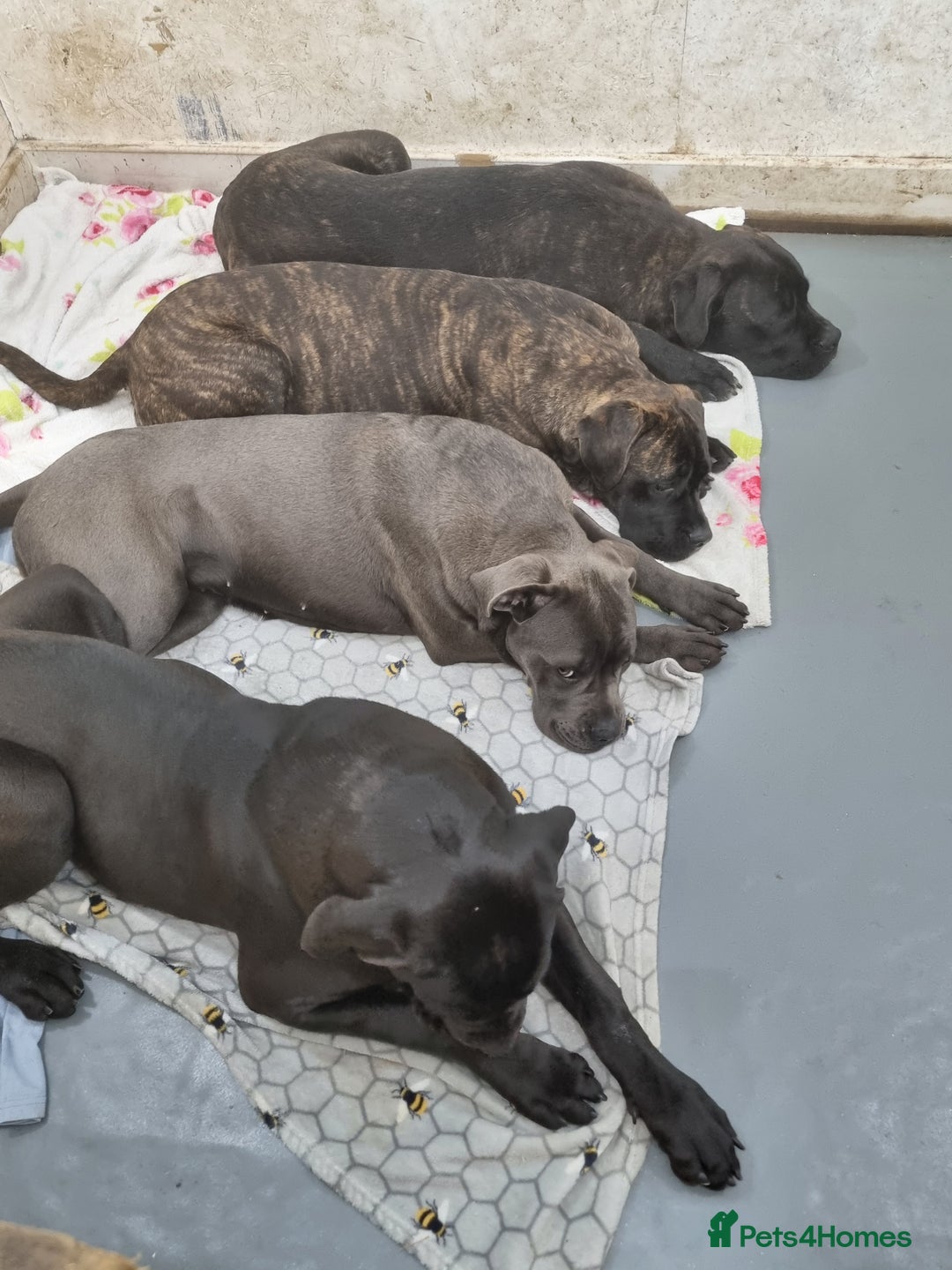 Cane Corso dogs for sale: ITALIAN CANE CORSO  - Advert 5