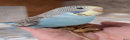 Budgerigars birds for sale: Hand tamed baby budgies for sale - Advert 13