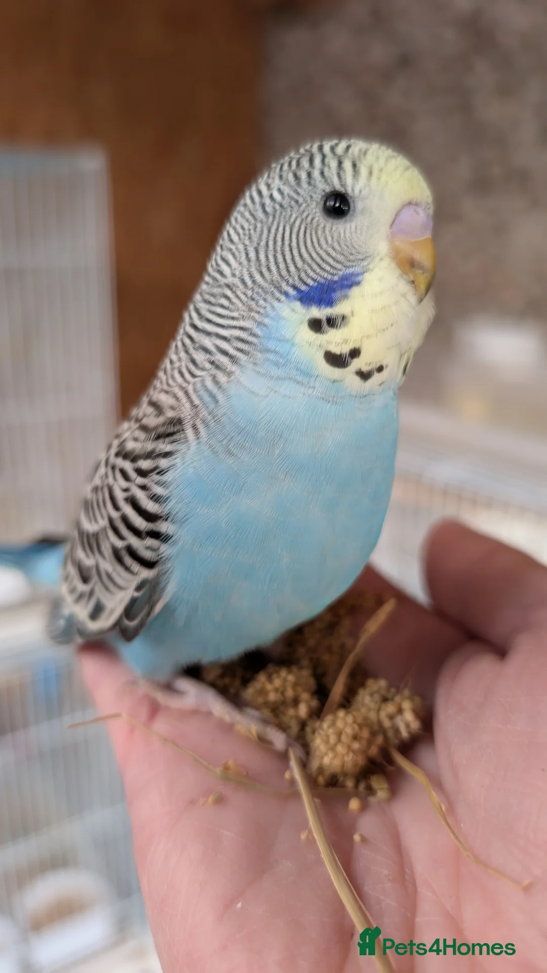 Budgerigars birds for sale: Hand tamed baby budgies for sale - Advert 14