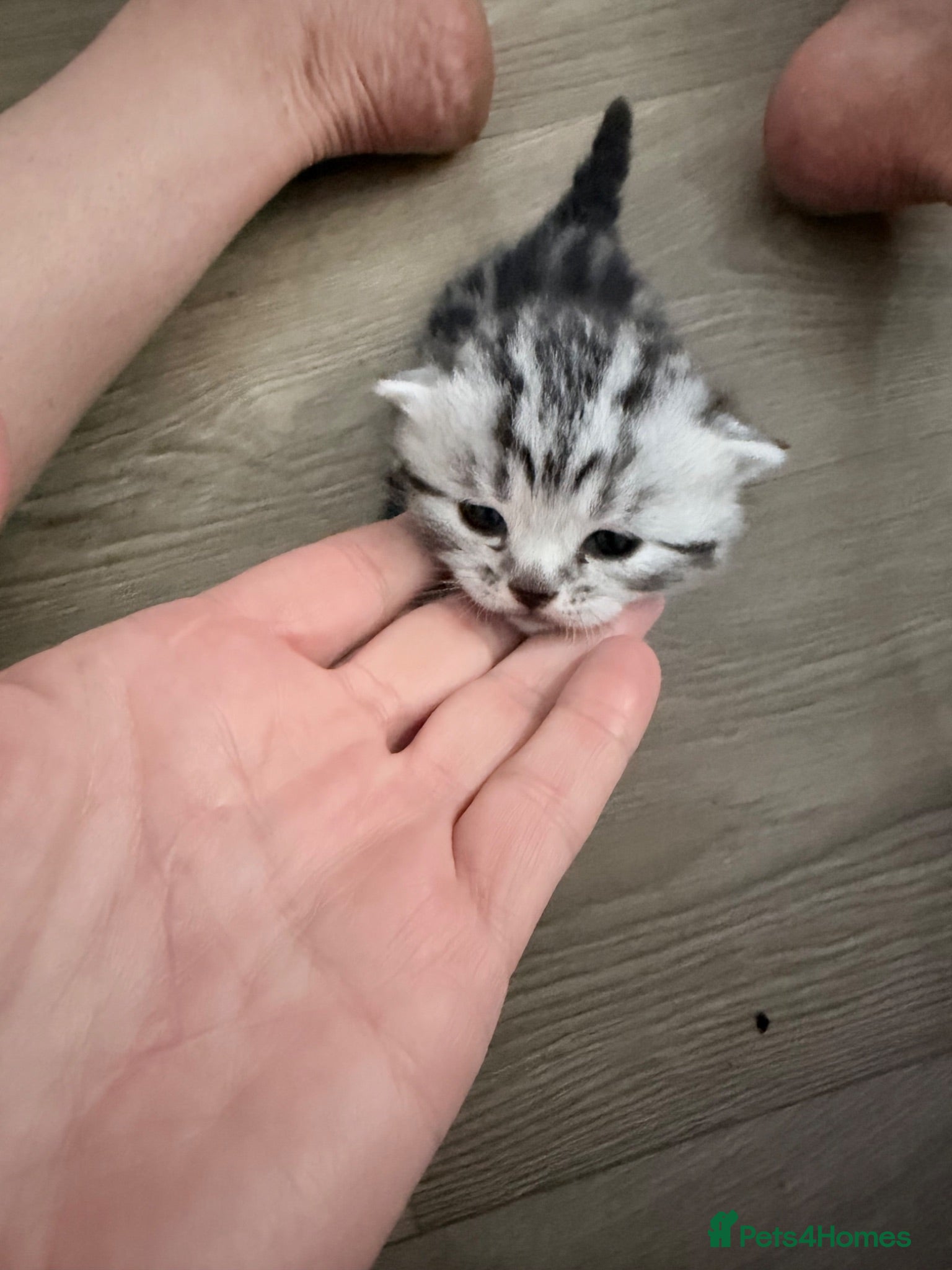 British Shorthair cats GCCF British shorthair silver tabby kittens  - Advert 2