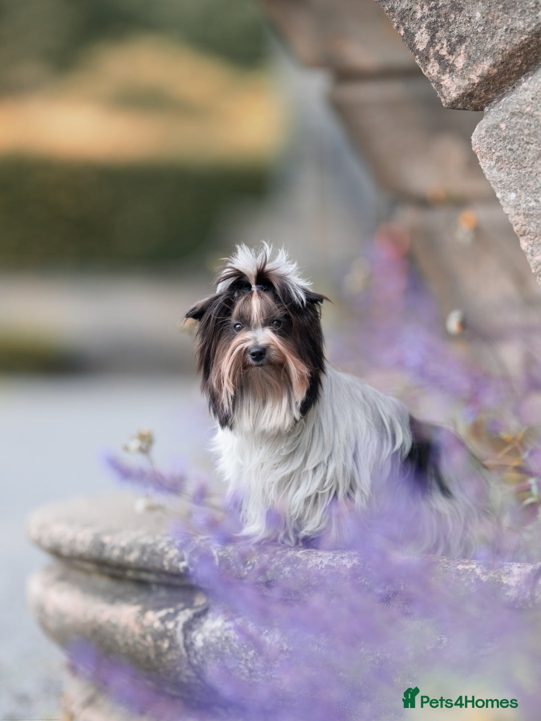 Yorkshire Terrier dogs for sale: Biewer Yorkshire terrier in Glasgow - Image 7