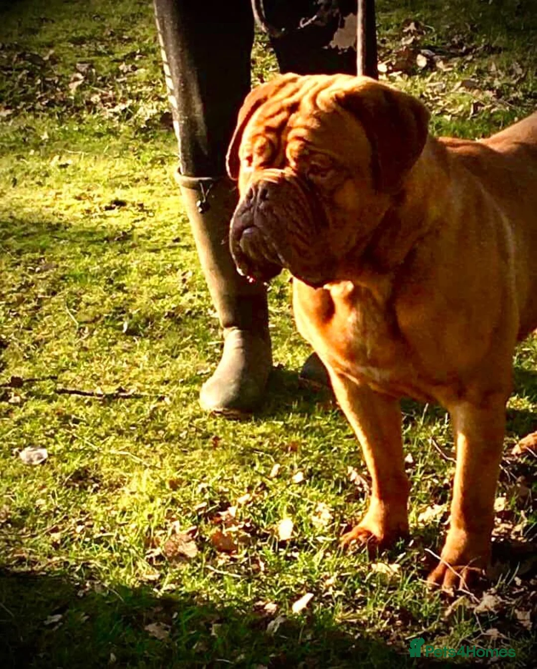 Dogue De Bordeaux dogs for stud: stud available in Carlisle - Advert 15