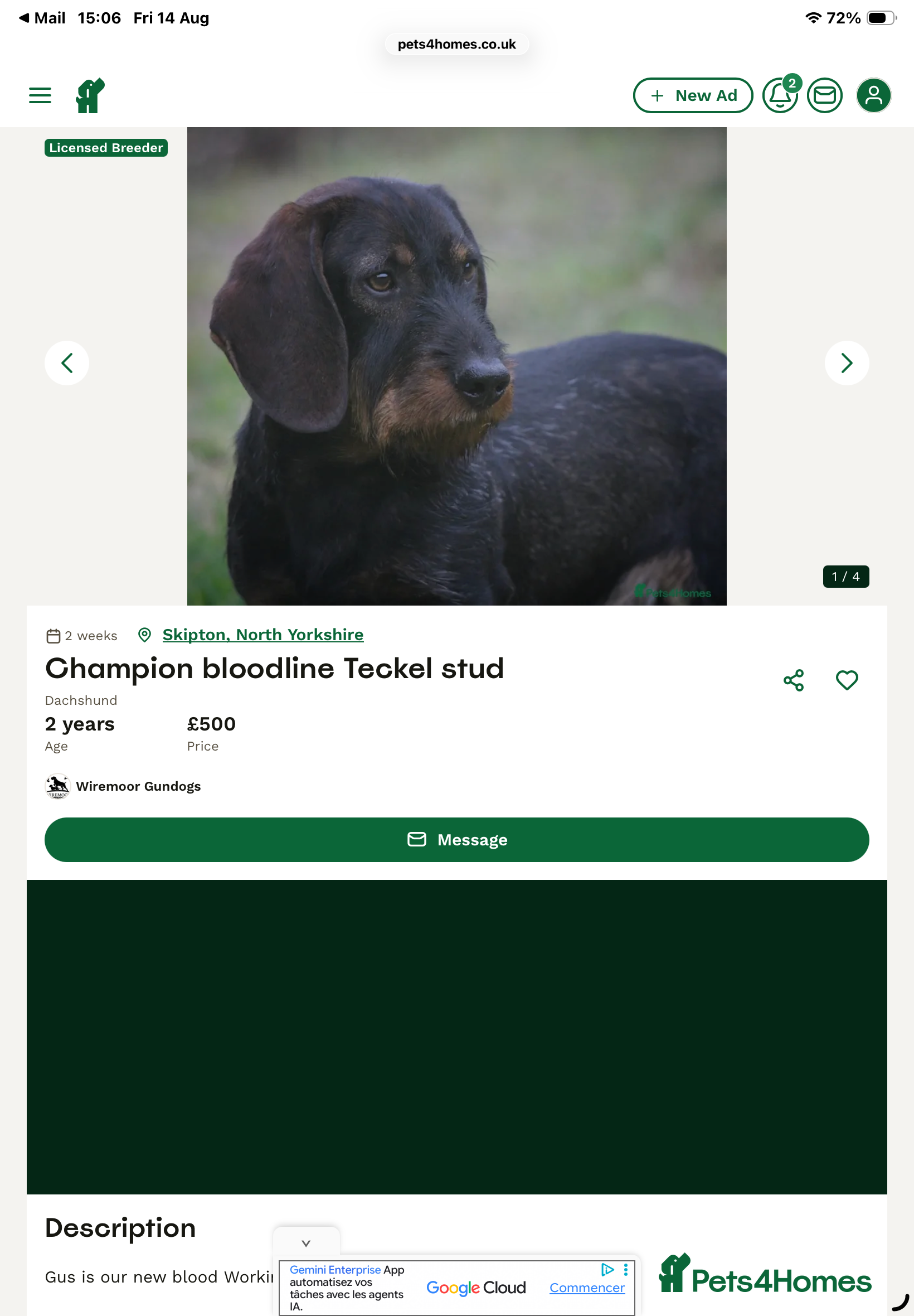 Dachshund dogs Teckels  - Advert 2