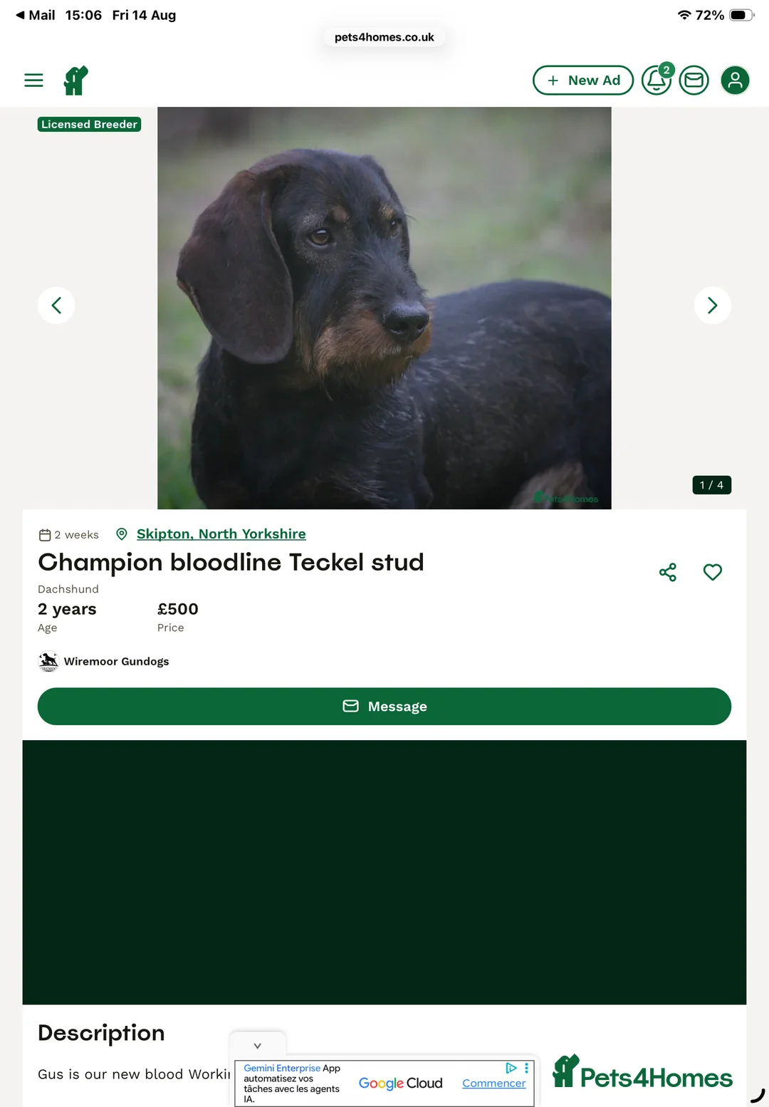 Dachshund dogs for sale: Teckels  - Advert 2