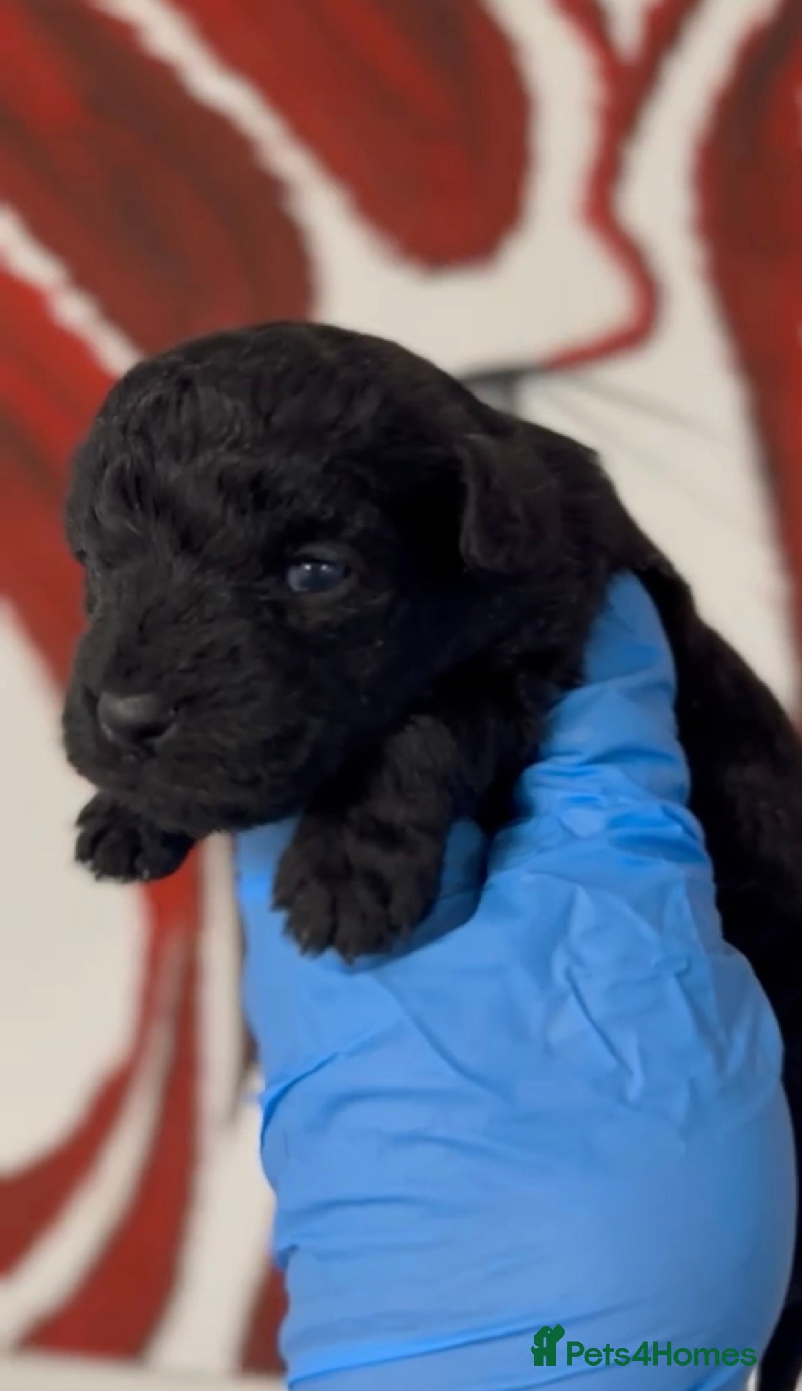 Mixed Breed dogs Patterpoo's - Advert 8