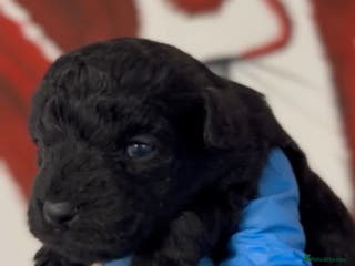 Mixed Breed dogs Patterpoo's - Advert 10