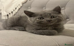 Scottish Fold cats for sale: Amazing Kittens Waiting for You! Just 2 left🥰 - Image 2
