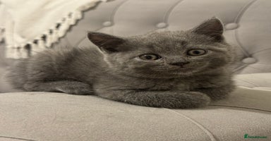Scottish Fold cats - Advert 3