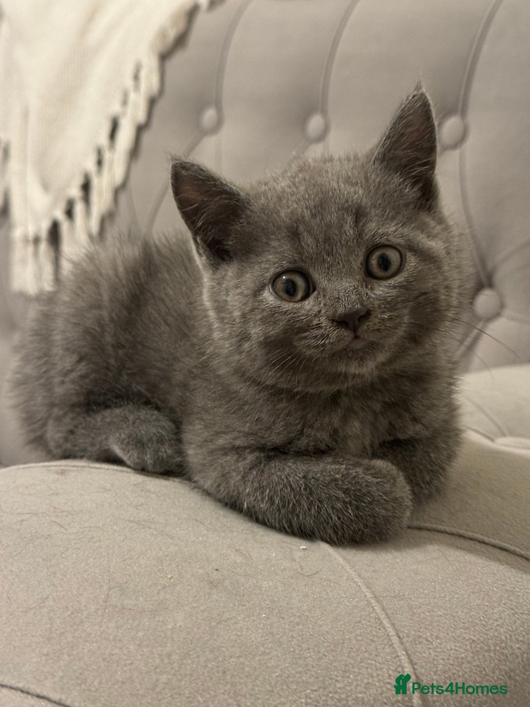Scottish Fold cats for sale: Amazing Kittens Waiting for You! Just 2 left🥰 - Image 2
