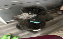Standard Poodle dogs for stud: Standard poodle - Image 2