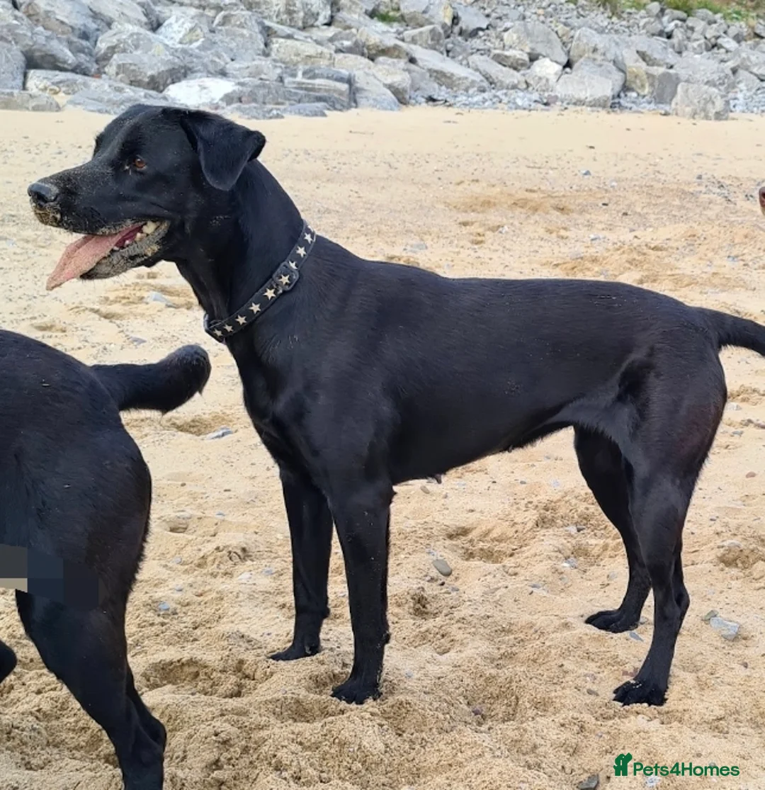 Labrador Retriever dogs for stud: Black kc registered stud proven  in Loughborough - Advert 3